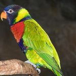 Burung Perkici Dada Merah Asal Bali