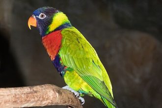 Burung Perkici Dada Merah Asal Bali